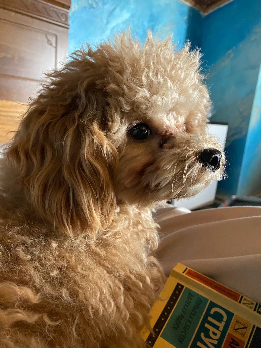 Все в Telegram: смотрим каналы INSTASAMKA, Slava Marlow, Feduk'а, Монеточки* и других